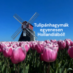 Holland Tulipán