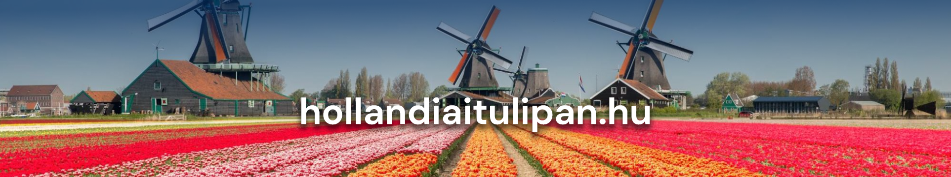 Tulipánhagyma Hollandiából